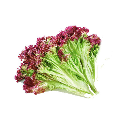 儸(luo)莎(sha)生(sheng)菜