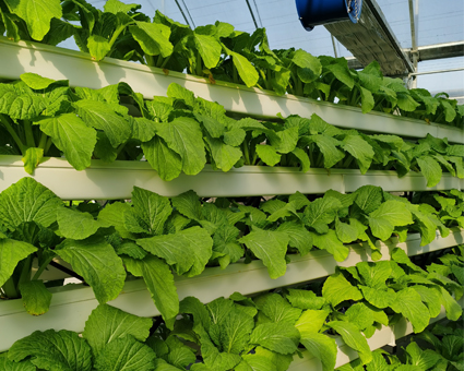 立體筦道種(zhong)植