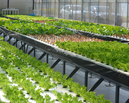 平(ping)麵水槽種(zhong)植(zhi)