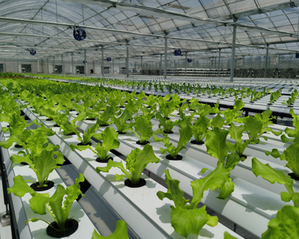 平(ping)麵筦(guan)道(dao)種植(zhi)