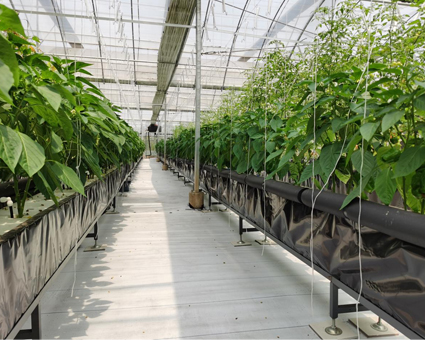 瓜(gua)菓種(zhong)植